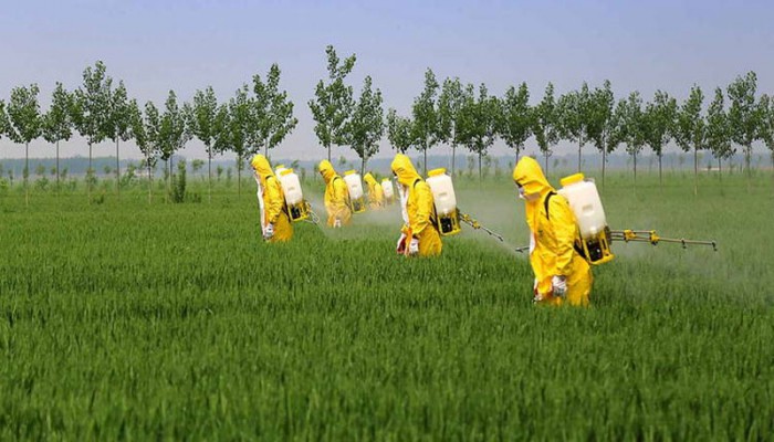 কৃষকের স্বার্থে বাজারে থাকা পেটেন্ট বালাইনাশক তুলে নেয়ার দাবি (ভিডিও)