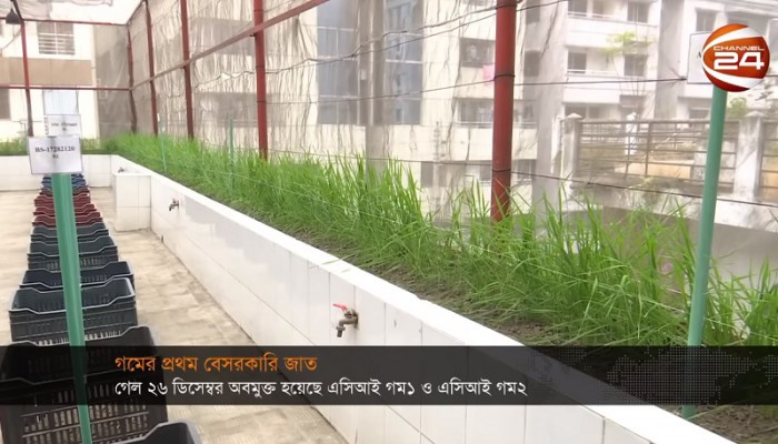 প্রথমবারের মতো বেসরকারিভাবে গমের নতুন জাত উদ্ভাবন (ভিডিও)